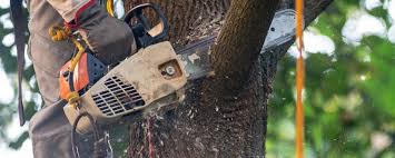 Best Lawn Maintenance Plans  in Angola On The Lake, NY