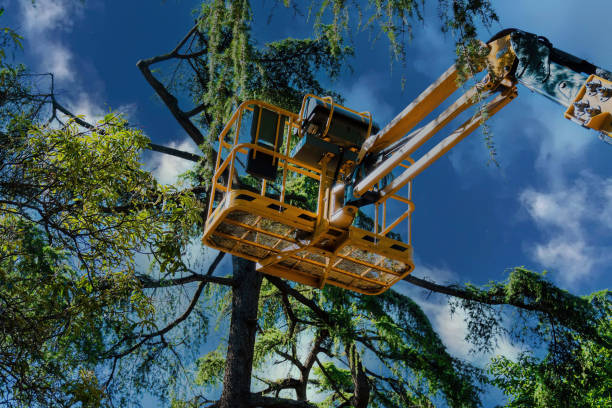 Best Commercial Tree Services  in Angola On The Lake, NY