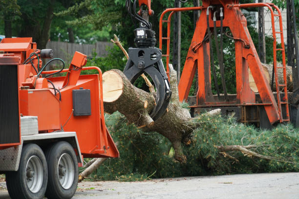 Best Lawn Watering Services  in Angola On The Lake, NY