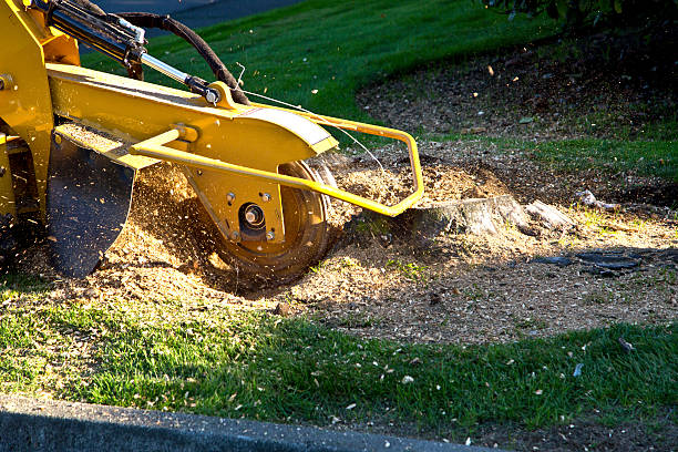 Best Lawn Renovation and Restoration  in Angola On The Lake, NY